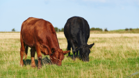 Strengthening control over the movement of buffaloes and cows across the border