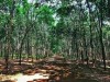 Gần 3000 héc ta cây cao su của 2 xã Minh Thắng và Minh Lập được cấp chứng chỉ quản lý rừng bền vững