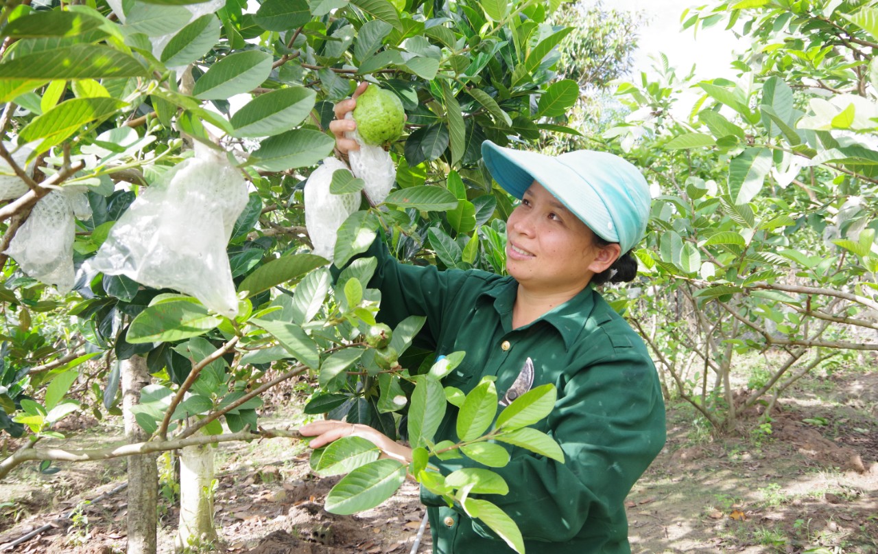 NGÂN HÀNG CHÍNH SÁCH XÃ HỘI THỊ XÃ CHƠN THÀNH  PHÁT HUY HIỆU QUẢ TỪ NGUỒN VỐN ỦY THÁC ĐỊA PHƯƠNG